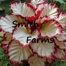 25 Seeds Seeds Red Kissed Calathea Flower Fresh For Garden 25 Seeds Seeds Red Kissed Calathea Flower Fresh For Garden