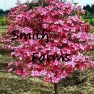 10 Seeds Ruby Red Dogwood Tree Garden Planting Trees Fresh For Garden 10 Seeds Ruby Red Dogwood Tree Garden Planting Trees Fresh For Garden