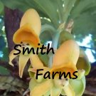 50 Seeds Seeds Yellow Face Sun Orchids Flowers Garden Plant Fresh For Garden 50 Seeds Seeds Yellow Face Sun Orchids Flowers Garden Plant Fresh For Garden
