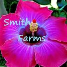 25 Seeds Seeds Hot Pink & Blue Hibisc Flower Seeds Plants Garden Planting Fresh For Garden
