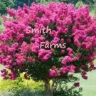 25 Seeds Seeds Pink Velour Lilac Seeds Tree Fragrant Flowers Perennial Fresh For Garden