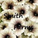 25 Seeds Seeds White & Black Petunia Flowers Garden Planting Perennial Fresh For Garden