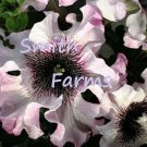 25 Seeds Seeds Black Pink & White Petunia Flowers Garden Planting Perennial Fresh For Garden