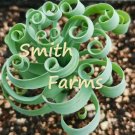 10 Seeds Spring Grass Spiral Succulents Cact Curly Leaves Fresh For Garden 10 Seeds Spring Grass Spiral Succulents Cact Curly Leaves Fresh For Garden
