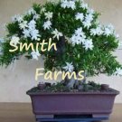 10 Seeds White Jasmine Bonsatree Flowering Vibrant White Flowers Fresh For Garden 10 Seeds White Jasmine Bonsatree Flowering Vibrant White Flowers Fresh For Garden