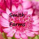 25 Seeds Seeds Pink Cerise Button Astrantia Flower Bright Large Head Blooms Gardening Fresh For Gard