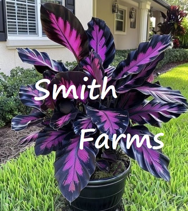 3 Seeds Purple Cane Palm Tree Tropical Hoe Plant Fresh For Garden