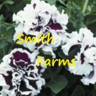 50 Seeds Seeds Double Purple White Petunia Flowers Garden Planting Fresh For Garden 50 Seeds Seeds Double Purple White Petunia Flowers Garden Planting Fresh For Garden