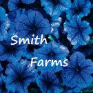 50 Seeds Seeds Ice Blue Petunia Flowers Brightly Colored Garden Fresh For Garden 50 Seeds Seeds Ice Blue Petunia Flowers Brightly Colored Garden Fresh For Garden