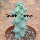 10 Seeds Myrtillocact Geometrizans Cact Boobie Cact Fresh For Garden 10 Seeds Myrtillocact Geometrizans Cact Boobie Cact Fresh For Garden