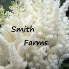 25 Seeds Seeds White Astilbe Flower Shade Loving Perennial Deer Resistant Fresh For Garden