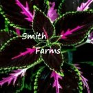25 Seeds Seeds Black Pink Cole Flowers Garden Fresh For Garden