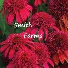 25 Seeds Cranberry Coneflower Flowers Echinacea Perennial Garden Fresh For Garden