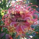 25 Seeds Seeds Passion Bee Flowers Floral Garden Fresh For Garden