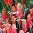 25 Seeds Seeds Pink Beehive Ginger Flower Botanical Name Zingiber Fresh For Garden