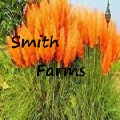 200 Seeds Seeds Orange Pampas Grass Landscaping Unual Stunning Flower Huge Blooms Fresh For Garden 200 Seeds Seeds Orange Pampas Grass Landscaping Unual Stunning Flower Huge Blooms Fresh For Garden