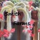 25 Seeds Seeds Monkey Tail Cact Fuzzy Flowering Plant Pink Blooms Planting Garden Fresh For Garden 25 Seeds Seeds Monkey Tail Cact Fuzzy Flowering Plant Pink Blooms Planting Garden Fresh For Garden