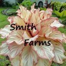 25 Seeds Seeds Red Tip Calathea Couture Flower Indoor Or Outdoor Beautiful Plant Fresh For Garden