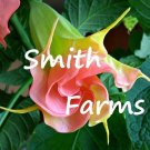 25 Seeds Seeds Pink Yellow Angel Trumpet Flowers Brugmansia Datura Fresh For Garden