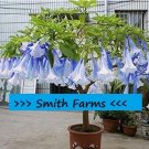 25 Seeds Seeds Blue White Angel Trumpet Flowers Brugmansia Datura Fresh For Garden