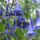 25 Seeds Seeds Blue Angel Trumpet Flowers Brugmansia Datura Fresh For Garden