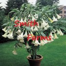 25 Seeds Seeds White Angel Trumpet Flowers Brugmansia Datura Fresh For Garden 25 Seeds Seeds White Angel Trumpet Flowers Brugmansia Datura Fresh For Garden