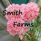 25 Seeds Seeds Pink Scabiosa Atropurpurea Flowers Pinchion Flower Fresh For Garden