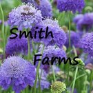 25 Seeds Seeds Purple Scabiosa Atropurpurea Flowers Pinchion Flower Fresh For Garden