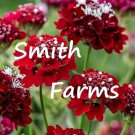 25 Seeds Seeds Red Scabiosa Atropurpurea Flowers Pinchion Flower Fresh For Garden