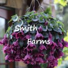 25 Seeds Seeds Purple Bell Vine Flowers Rhodochiton Atrosanguine Fresh For Garden