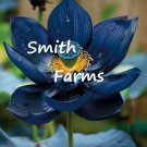 3 Seeds Midnight Lot Flower Nymphaea Midnight Beauty Fresh For Garden