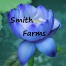 3 Seeds Baby Blue Lot Flowers Kamal Nelumbo Nucifera Gaertner Water Lily Fresh For Garden