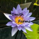 3 Seeds Lavender Lot Flowers Kamal Nelumbo Nucifera Gaertner Water Lily Purple Fresh For Garden