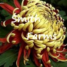 200 Seeds Seeds Red Yellow Fireworks Chrysanthemum Flowers Mums Fresh For Garden 200 Seeds Seeds Red Yellow Fireworks Chrysanthemum Flowers Mums Fresh For Garden