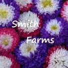 200 Seeds Seeds Purple Red White Chrysanthemum Flowers Mums Fresh For Garden 200 Seeds Seeds Purple Red White Chrysanthemum Flowers Mums Fresh For Garden