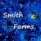 200 Seeds Seeds Dark Blue Chrysanthemum Flowers Mums Fresh For Garden