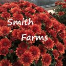 200 Seeds Seeds Bronze Chrysanthemum Flowers Mums Fresh For Garden