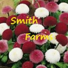 200 Seeds Seeds Red & White Chrysanthemum Flowers Mums Fresh For Garden
