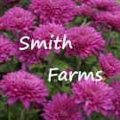 200 Seeds Seeds Dark Pink Chrysanthemum Flowers Mums Fresh For Garden
