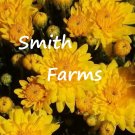 200 Seeds Seeds Yellow Chrysanthemum Flowers Mums Fresh For Garden 200 Seeds Seeds Yellow Chrysanthemum Flowers Mums Fresh For Garden