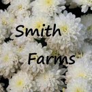 200 Seeds Seeds White Chrysanthemum Flowers Mums Fresh For Garden