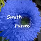 50 Seeds Seeds Blue Teddy Bear Sunflowers Planting Sun Flowers Fresh For Garden 50 Seeds Seeds Blue Teddy Bear Sunflowers Planting Sun Flowers Fresh For Garden