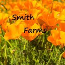 100 Seeds Orange Poppy Flowers & Organic Papaver Fresh For Garden