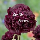 100 Seeds Black Double Peony Poppy Flowers & Organic Papaver Fresh For Garden