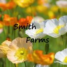 100 Seeds Mixed Iceland Poppy Flowers & Organic Papaver Fresh For Garden