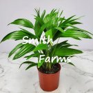 3 Seeds Chinese Fan Palm Tree Plant Overall Height 30 To 32 Fresh For Garden 3 Seeds Chinese Fan Palm Tree Plant Overall Height 30 To 32 Fresh For Garden