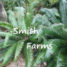 3 Seeds Dioon Rzedowskipalm Tree Fresh For Garden