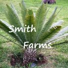 3 Seeds Dioon Merolae Palm Tree Mexican Sago Palm Fresh For Garden 3 Seeds Dioon Merolae Palm Tree Mexican Sago Palm Fresh For Garden