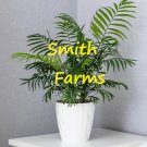 3 Seeds Parlor Palm Tree Neanthe Bella Palm Chamaedorea Elegans Tree Hoeplant Fresh For Garden