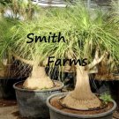 3 Seeds Dwarf Ponytail Palm Tree Plant Fresh For Garden 3 Seeds Dwarf Ponytail Palm Tree Plant Fresh For Garden